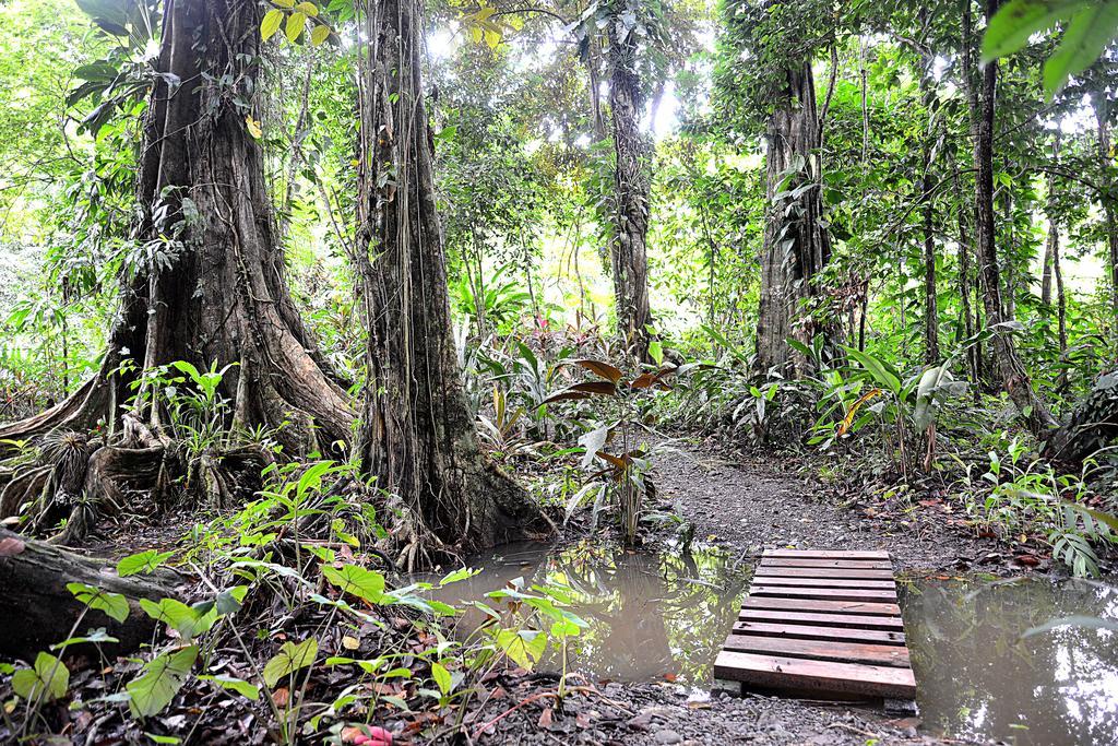 Korrigan Lodge Cahuita Eksteriør billede