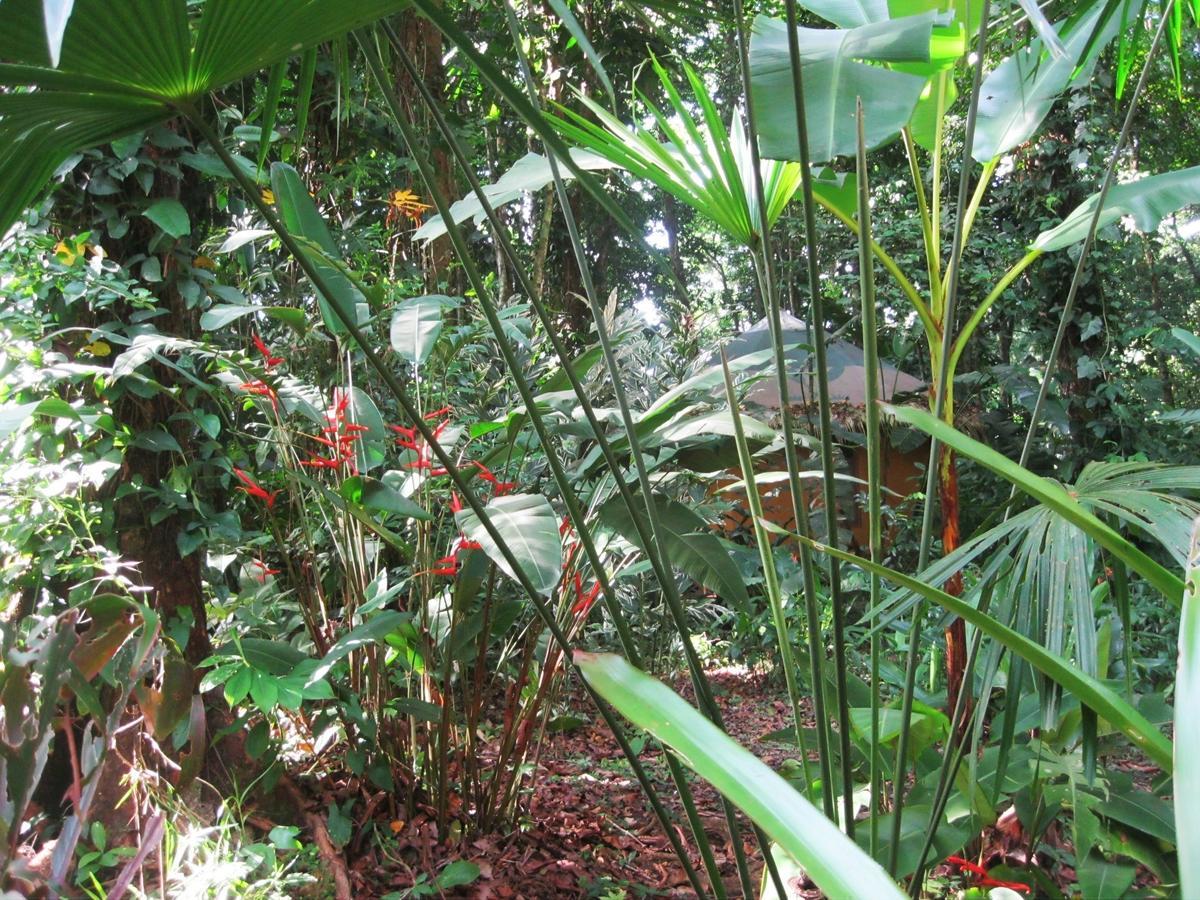 Korrigan Lodge Cahuita Værelse billede